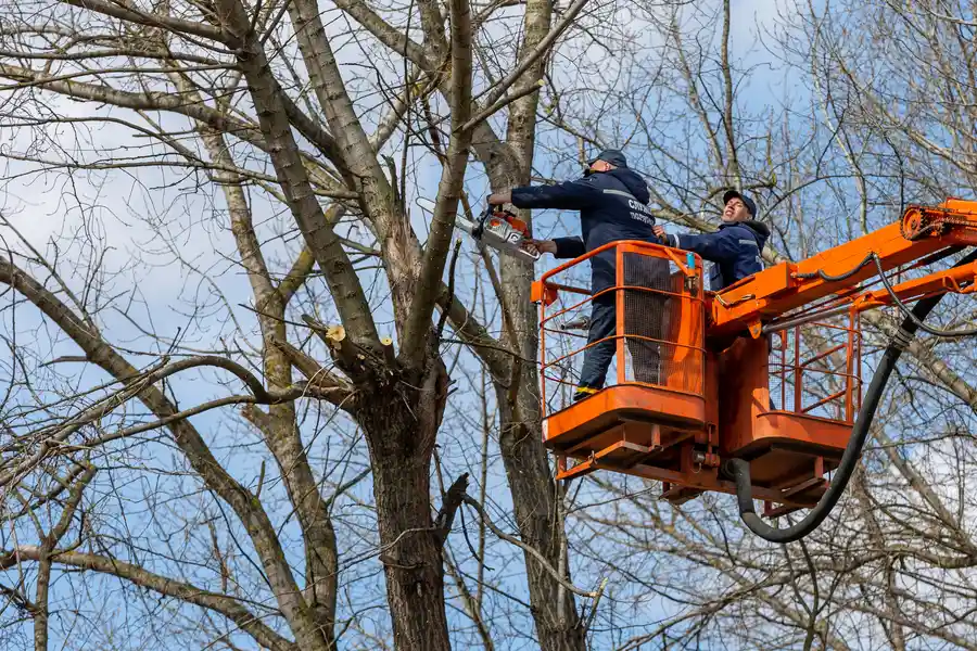 Excellent Tree Removal East Grand Forks, MN