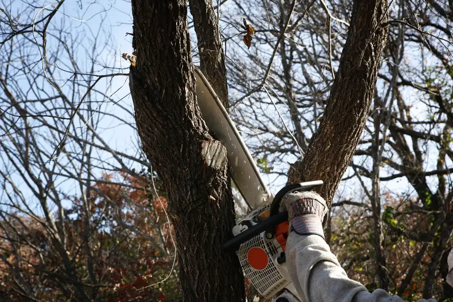 How Tree Removal Can Improve Property Safety East Grand Forks, MN