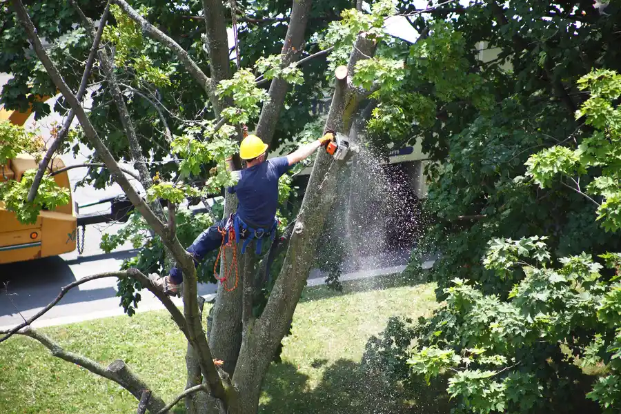 How Tree Removal Can Improve Property Safety in East Grand Forks, MN